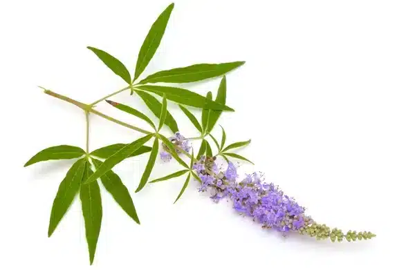 Vitex