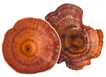 Ciupercă reishi