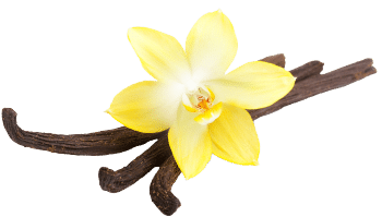 Vanilla