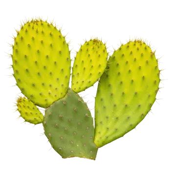 Extract de tulpină de oțet (nopal) 10:1