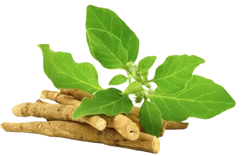 Extract de Ashwagandha