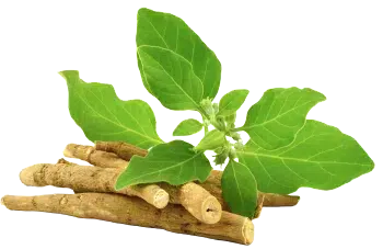 Pudră de Ashwagandha