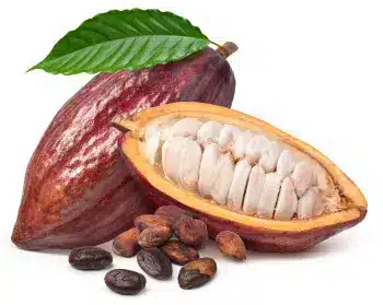 Cacao (Theobroma cacao) pudră