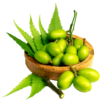 Ulei de neem