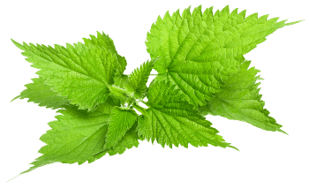 Extract de frunze de urzică