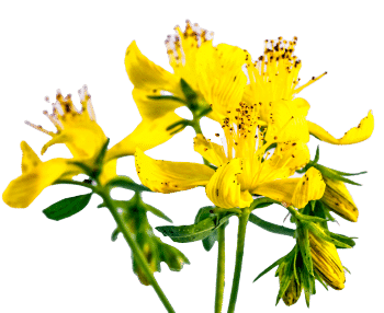 extract de sunătoare