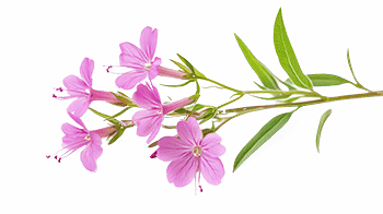 Extract de salcie comună